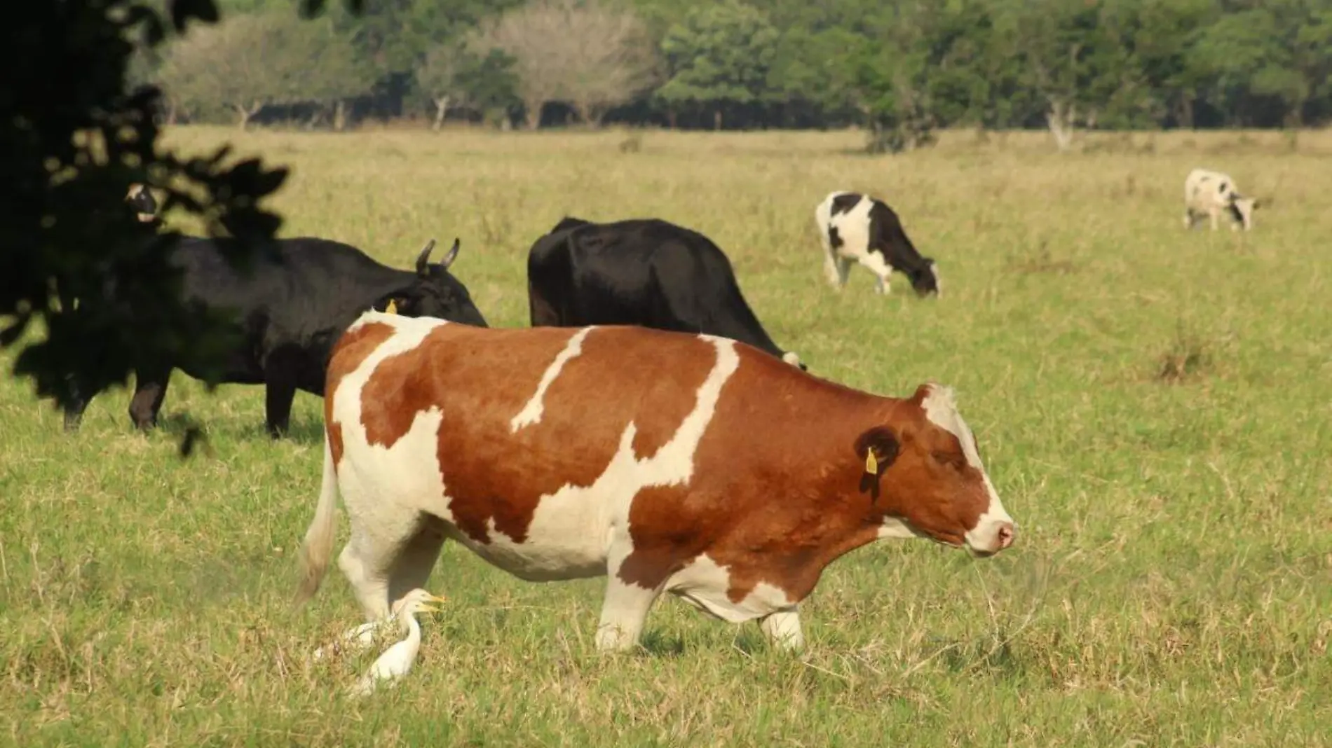 Exportación de carne podría verse afectada en Veracruz